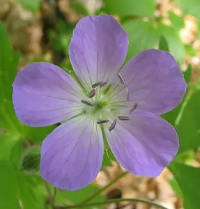 20 Rhizomes Wild Geranium – Hardy Underground Stems - Fast-Growing - Suitable for Tropical and Temperate Climates - No Ship To AK, HI & P.R.
