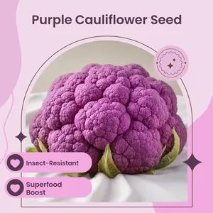 Purple of Sicily Cauliflower Seeds – Vibrant Italian Heirloom
