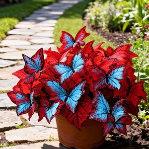 Butterfly Leaf Hosta Seeds 800 Unique Resembling Wings Perennial for Shaded Gardens Borders Under Trees Walkways Easy Grow Shade Lover