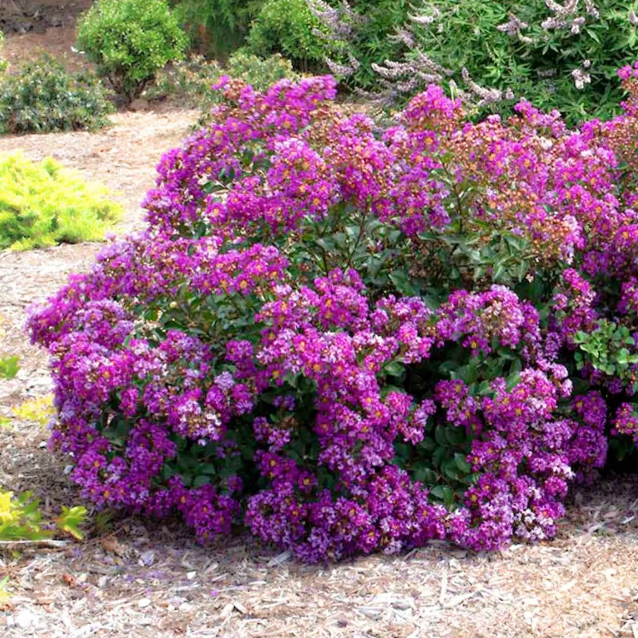 Bellini® Grape Crape Myrtle Shrub