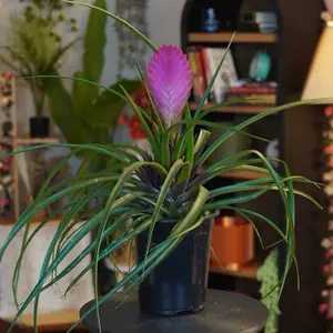 Bromeliad “Sandy” - 5”