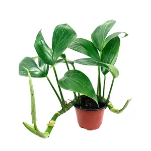 Dragon Tail Plant - Live Plant in a 4 Inch Pot - Rhaphidophora Decursiva - Extremely Rare Florist Quality Plants from Florida