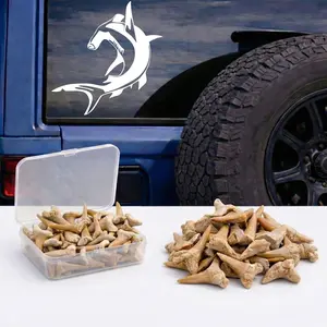 25 Real Fossilized Shark Teeth & 10” Swimming Hammerhead Shark Decal Sticker + Shark Tooth Identification Guide Authentic Prehistoric Paleontology Archeology Fossil Kit