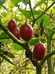 Cyphomandra betacea | Tamarillo | Tree Tomato| 10_seeds