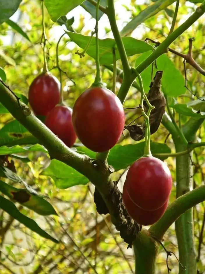 Cyphomandra betacea | Tamarillo | Tree Tomato| 10_seeds