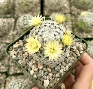 Mammillaria Duwei, Rare Cactus, Live Plant in 3" pot