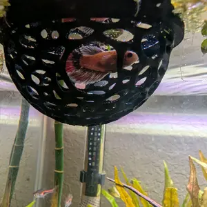 Floating Betta bed Floating Betta bed