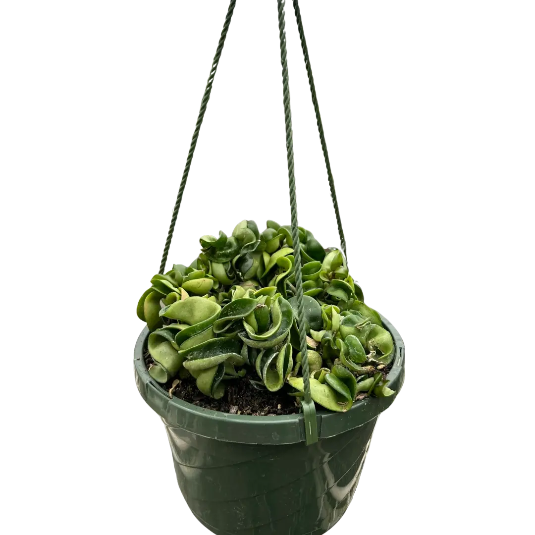 Hoya Rope Plant (Hoya carnosa)