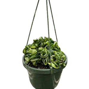 Hoya Rope Plant