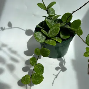 Hoya Mathilde 'Splash' 4" Pot - pet friendly Houseplant with White Splashes on Dark Green Leaves - Easy Care