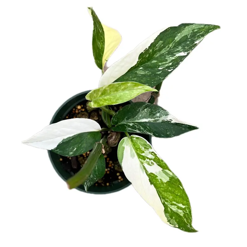 Philodendron clarkei cf - TikTok Shop