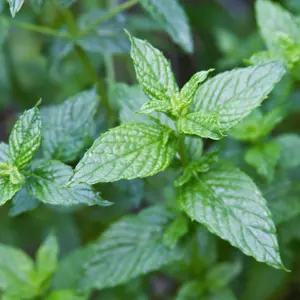 Organic Spearmint Seeds (Mentha spicata) – 100+ Seeds for Herb Gardens, Teas, and Aromatic Uses