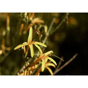 Flame Acanthus 'Benny's Gold'