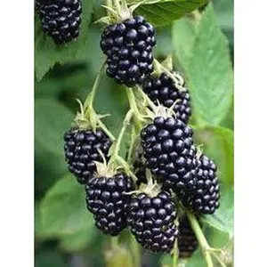Natchez Blackberry