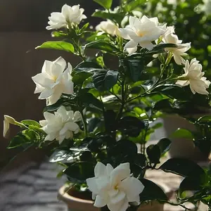 Moonlight Jasmine Night-Blooming Seeds for Fragrant Indoor Plants and Garden Decor
