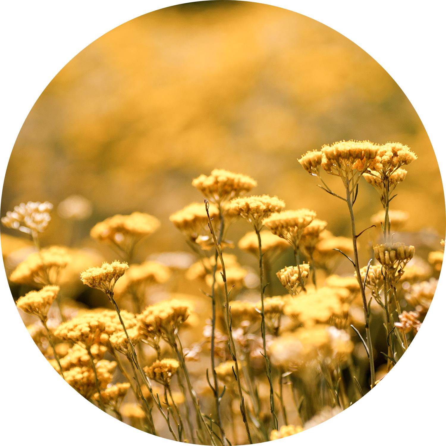 Sz Essentials | Helichrysum Essential Oil -  Sweet Scent, with Floral Overtones - 100% Pure & Natural - 0.17 Fl (5ml) - Aromatherapy - Therapeutic