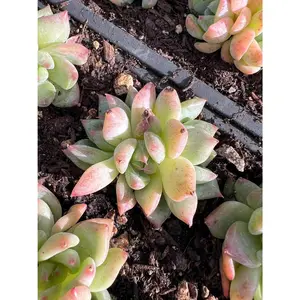 Echeveria white ratam Rare Succulent Live Plant Live Succulent Cactus