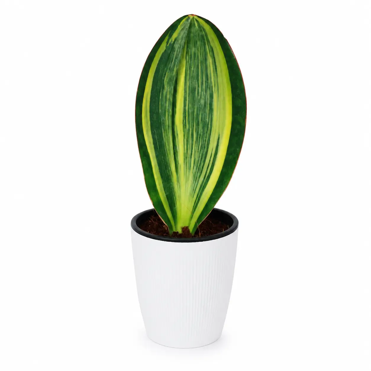 SAN001  Sansevieria Live Plant 4 Inch Pot | Snake Plant Indoor Foliage Plant for Home & Office Decor
