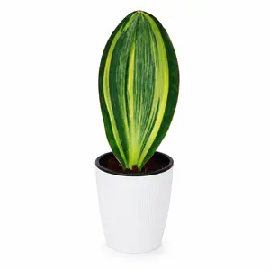 SAN001  Sansevieria Live Plant 4 Inch Pot | Snake Plant Indoor Foliage Plant for Home & Office Decor