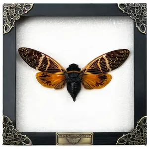 Framed Cicada Beetle Butterfly Shadow Box, Handmade Entomology Decor, Vintage Gothic Insect Frame, Unique Gift for Collectors Nature Lovers, Home Office Decoration