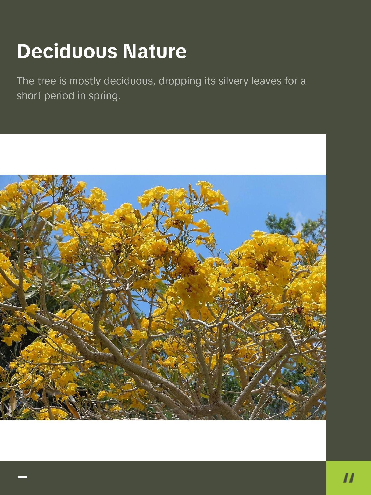 Yellow Tabebuia Trumpet Tree - Live Plants in 4 Inch Pots - Handroanthus Chrysanthus - Beautiful Flowering Tree