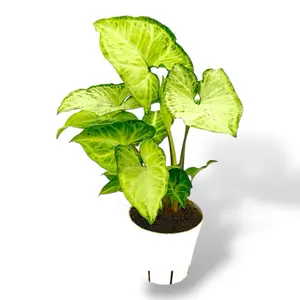 Syngonium White Butterfly, 4 Inch Pot, Live House Plant