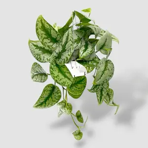 Scindapsus Exotica Silver Splash 6” - Low Maintenance Hanging House Plant - Not Pet Safe