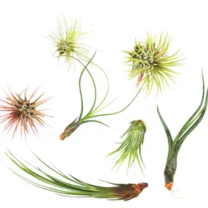 Pack of 7 Assorted Air Plants