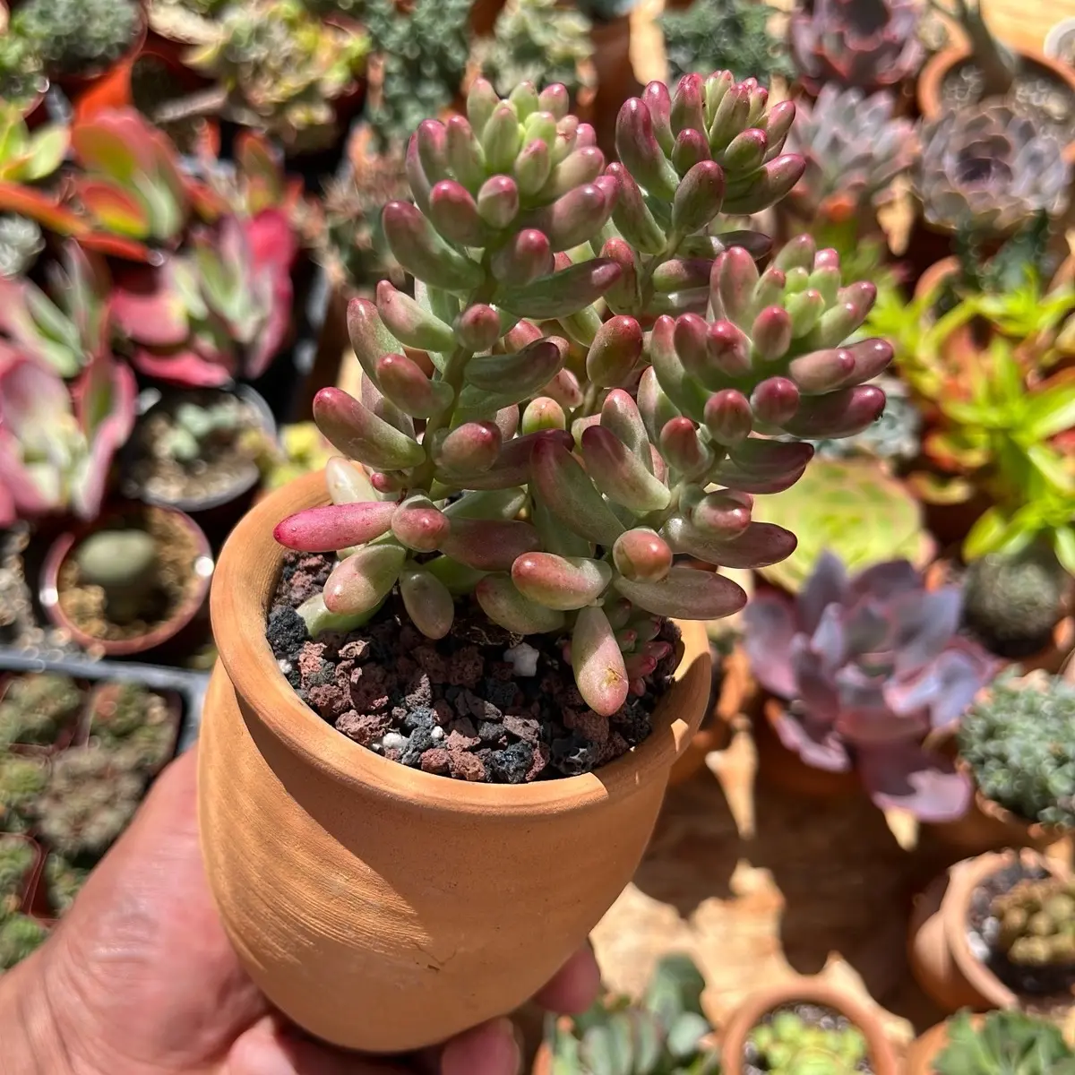 Succulent Plant Sedum rubrotinctum - Jelly Bean in clay pot