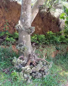 Ficus auriculata | Roxburgh Fig | Broad-Leaf Fig | 20 Seeds