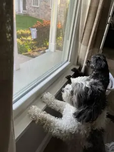 35 1/2"x 5 1/4" Clear Sill Shield Windowsill Protectors - Protect Your Home from Paw Damage