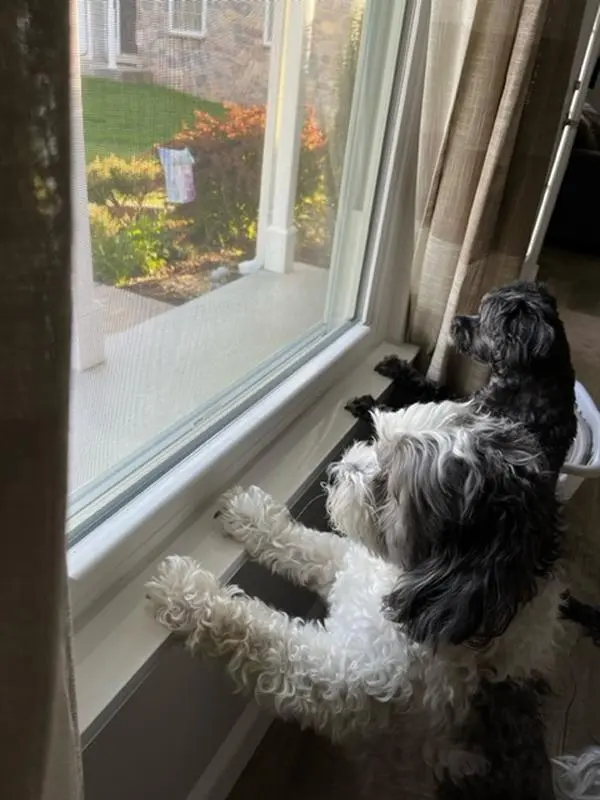 35 1/2"x 5 1/4" Clear Sill Shield Windowsill Protectors - Protect Your Home from Paw Damage