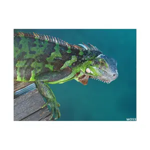 MOSS, Iguana: Matte Canvas, Stretched, 0.75"