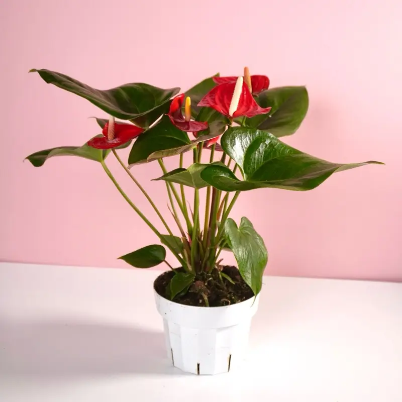 6 inch monstera deliciosa Monstera Full Mint 6” Exact Plant main image 0