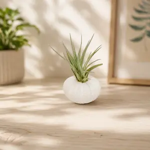 White Urchin with Tillandsia Air Plant
