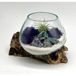 Amethyst Crystal Air Plant Tiny Terrarium, Beach Decor 5x5