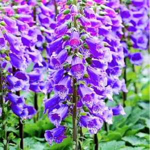 6000 Purpurea Foxglove Seeds Digitalis Dalmatian lavender Flower Dwarf Beauty Faerie Queen Heirloom Shrub Pure Seed