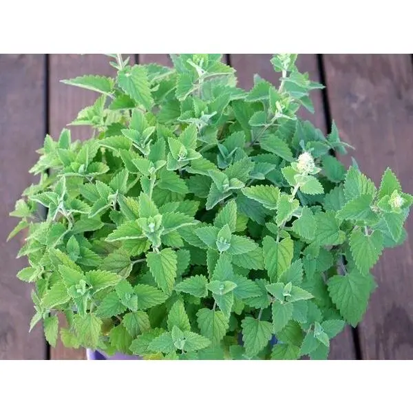 Catnip(Organic) - 400+ seeds Catnip(Organic) - 400+ seeds