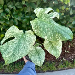 Monstera mint - 6” pot