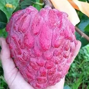 5 Seeds Custard Apple | Annona reticulata Seeds | Wild Sweetsop Seeds| Bullocks Heart