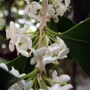 White Fragrant Tea Sweet Olive Osmanthus fragrans- Healthy well rooted starter plant