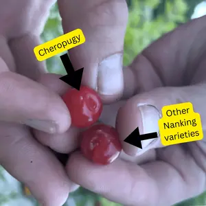 "Cheropugy" Red Nanking Cherry