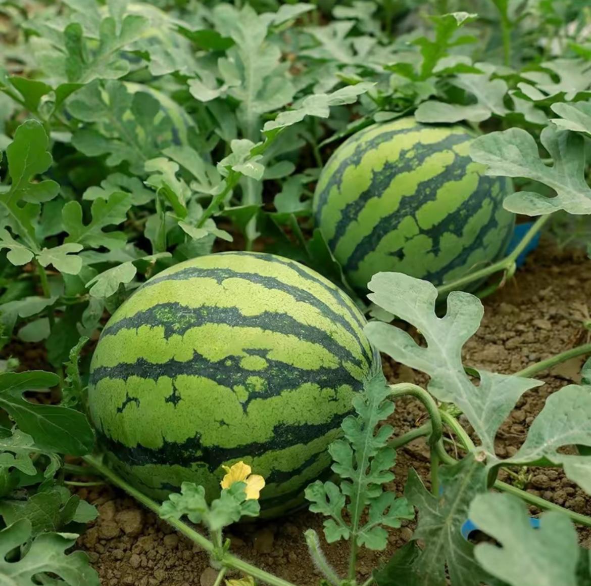 100PCS Watermelon Seeds for Planting – Heirloom Variety, Sweet Seeded Fruit, Easy Grow Garden Seeds for Home & Outdoor Planting