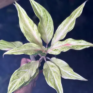 Aglaonema White Panama
