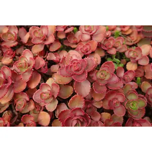 Sedum 'Red Carpet'