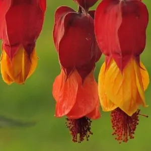 Green River 25 Red Orange Bleeding Heart Seeds- Perennial Flower Seeds for Shade Gardens, Unique Heart-Shaped Blooms, Pollinator-Friendly, Rare Cottage Garden Plant Seeds for Spring Magic