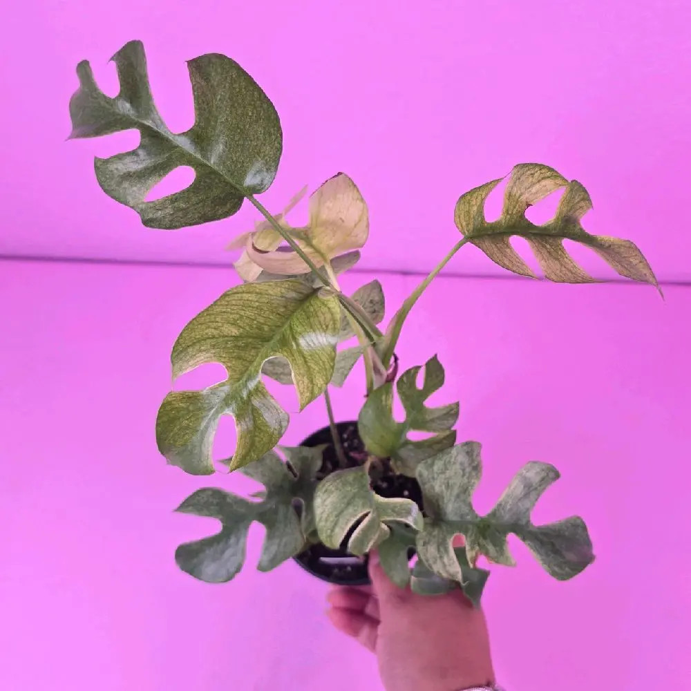 RARE Rhaphidophora Tetrasperma ‘White Monster’ 4” | Variegated Mini Monstera