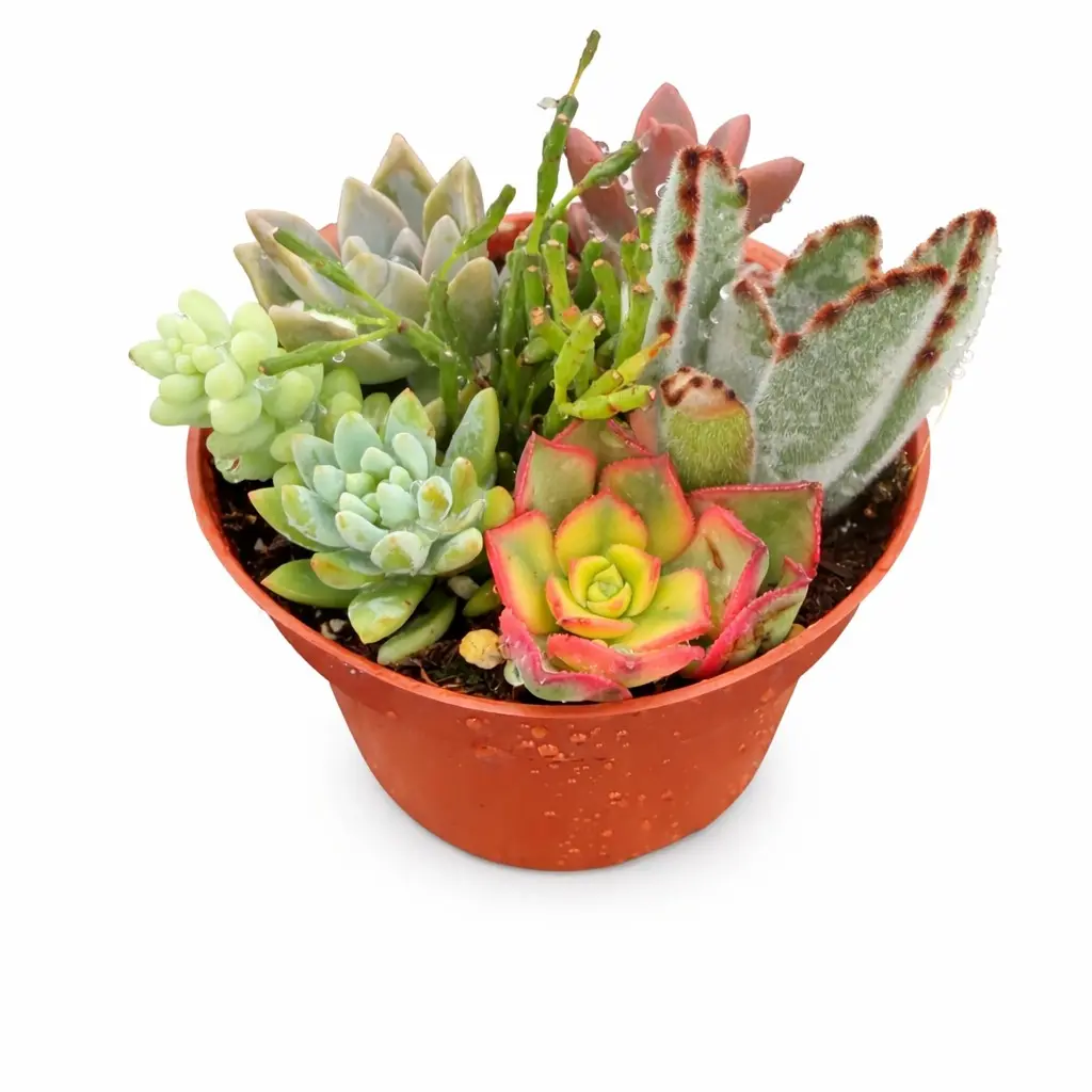 4-inch Encanto Garden Succulent Combo