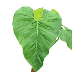 Philodendron smithii asperum