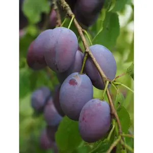 Dwarf Italian Plum Tree Bare Root Nocturnal Gardens